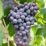 Саджанці винограду "Кишмиш Молдова" - Зображення 2