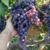 Саджанці винограду "Кишмиш Молдова"