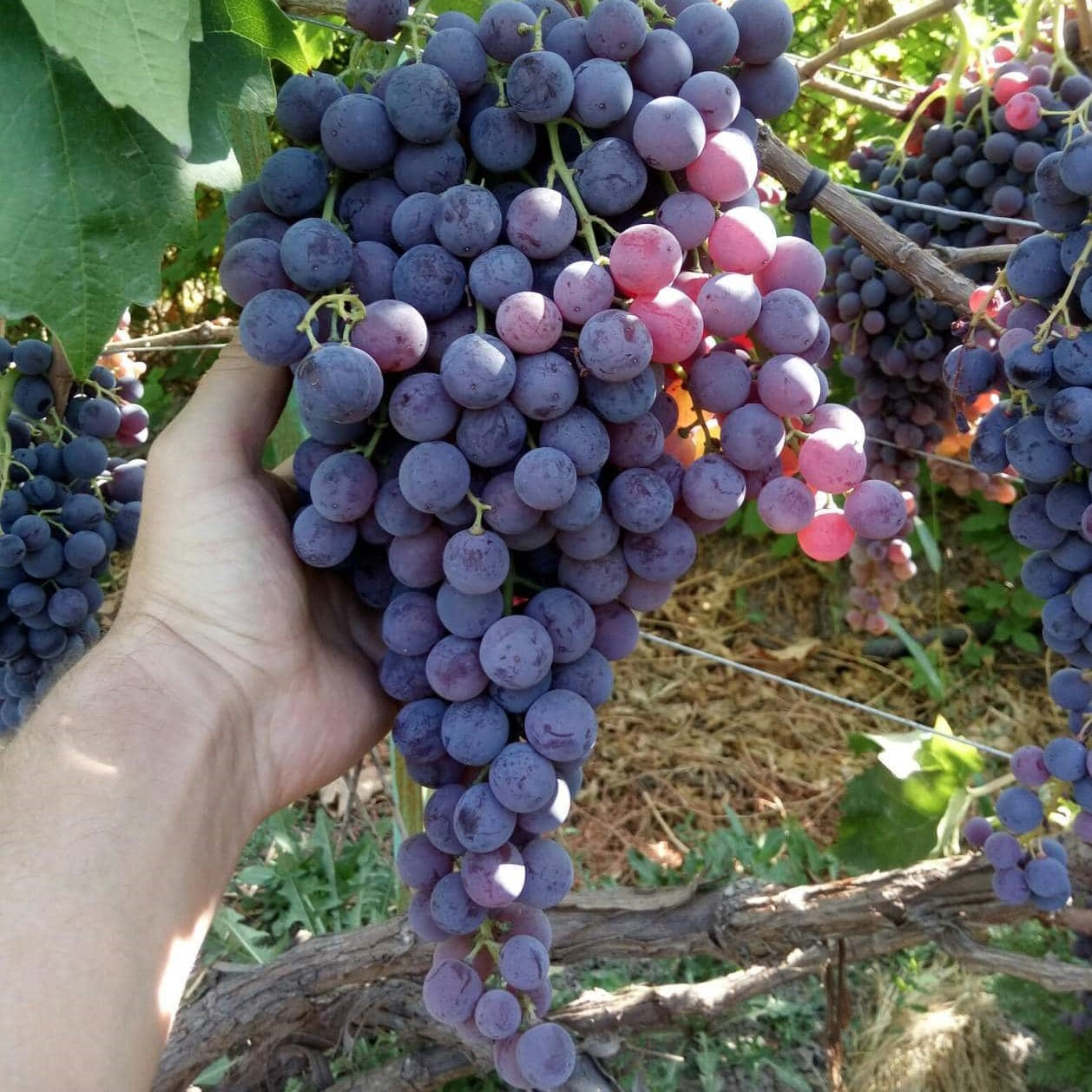 4712214634_sadzhantsi-vinogradu-kishmish.jpg Саджанці винограду "Кишмиш Молдова" - Зображення 1