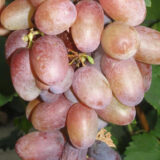 Саджанці винограду "Гурман Радужний" - Зображення 2