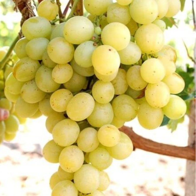 4712552179_sadzhantsi-vinogradu-talisman.png Саджанці винограду "Талісман" - Зображення 1