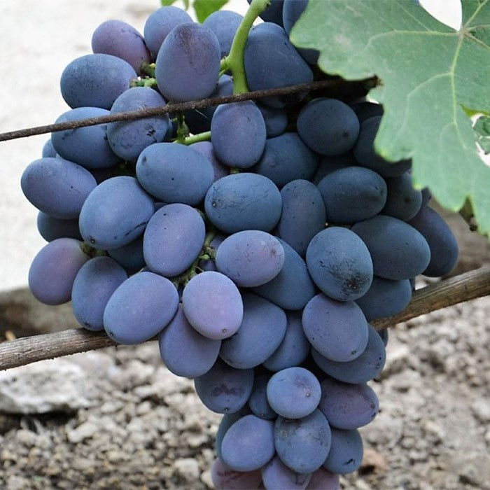 4712587775_sadzhantsi-vinogradu-furshetnij.jpg Саджанці винограду "Фуршетний" - Зображення 1