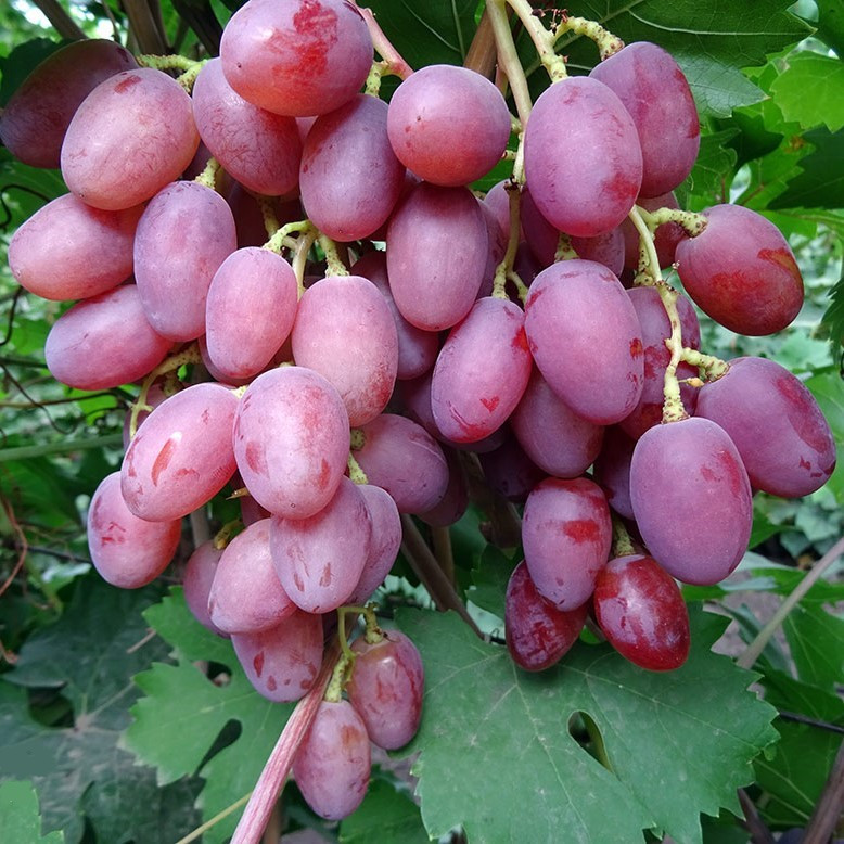 4735779606_sadzhantsi-vinogradu-ruta.jpg Саджанці винограду "Рута" - Зображення 1