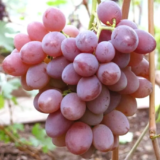 Саджанці винограду "Рута" - Зображення 2