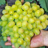 Саджанці винограду "Супер Екстра"