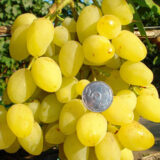 Саджанці винограду "Супер Екстра" - Зображення 3