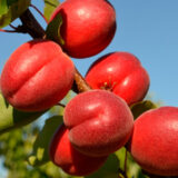 Саджанці абрикосу "Рубіста" (ранньоспілий сорт)