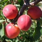 Саджанці абрикосу "Пріція" (Pricia) (ранньоспілий сорт)