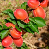 Саджанці абрикосу "Пріція" (Pricia) (ранньоспілий сорт) - Зображення 2