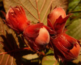 Саджанці фундука "Варшавський червонолистий" (відводок) - Зображення 3