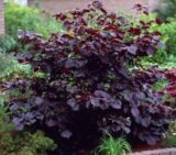 Саджанці фундука "Сирена" (відводок) - Зображення 2