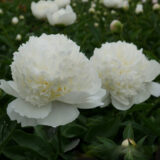 Півонія  "Lancaster Imp" (Ланкастер Імп)