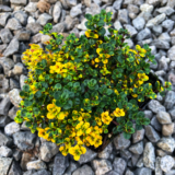 Товар - Зображення 2