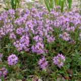 Саджанці чебрецю звичайного - Зображення 2