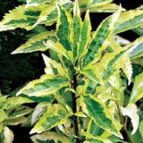 Саджанці форзиції ряболисної - Зображення 2