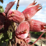 Саджанці фундука "Сирена" (відводок)