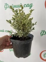 Саджанці самшиту варієгатного