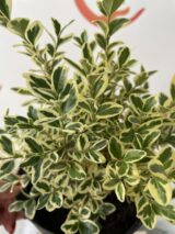 Саджанці самшиту варієгатного - Зображення 2