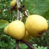 Саджанці груші "Лимонна" - Зображення 3