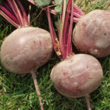 Буряк Водан F1, 500 шт. (Власне фасування з оригінального упакування), (Bejo Zaden).