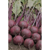 Буряк Водан F1, 500 шт. (Власне фасування з оригінального упакування), (Bejo Zaden). - Зображення 3