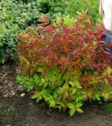 Саджанці Вінгс оф Фаєр  (Weigela 'Wings of Fire) - Зображення 4