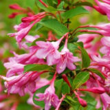 Саджанці Вінгс оф Фаєр  (Weigela 'Wings of Fire) - Зображення 2