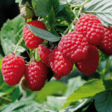 Малина "Натахала" (ремонтантна) - Зображення 2