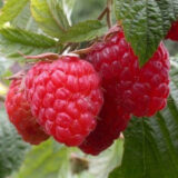 Ремонтантна малина "Берберанза"