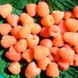 Малина "Валентина" (ремонтантна) - Зображення 2