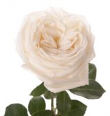 Саджанці троянди «White O’Hara» (Вайт Охара)