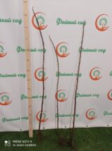 Малинове дерево "Кріпиш" - Зображення 2