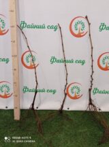 Саджанці винограду "Оригінал Рожевий" - Зображення 3