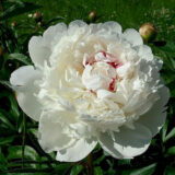 Півонія "Festiva Maxima" (Фестива Максима)