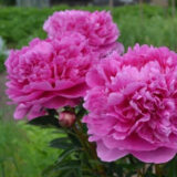 Півонія "Varenka" (Варенька) - Зображення 4