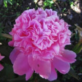 Півонія "Varenka" (Варенька) - Зображення 3