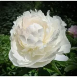 Півонія "Elsa Sass" (Ельза Сасс) - Зображення 2