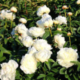 Півонія "Elsa Sass" (Ельза Сасс) - Зображення 3