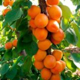 Саджанці колоновидного абрикосу "Зоряний" (середньоспілий сорт) - Зображення 2