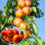 Саджанці колоновидного абрикосу "Зоряний" (середньоспілий сорт)