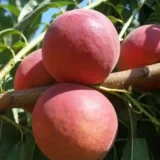 Саджанці персика "Роял Джим" (пізньоспілий сорт) - Зображення 2