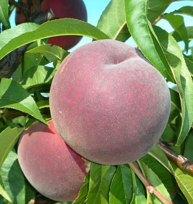 6234677646_sadzhantsi-persika-royal.jpg Саджанці персика "Роял Джим" (пізньоспілий сорт) - Зображення 1