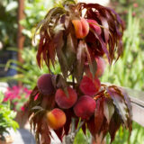 Персик червонолистий колоновидний Бургунді (пізньоспілий сорт)