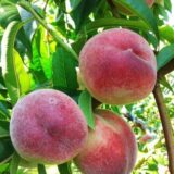 Саджанці персика "Вашингтон" (пізньоспілий сорт)