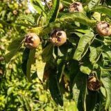 Саджанці  мушмули "Ноттінгем" (крупноплідна) - Зображення 3