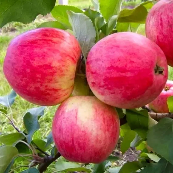 6234721644_sadzhantsi-yabluni-rozhevij.webp Саджанці яблуні "Рожевий налив" - Зображення 1