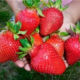 Саджанці полуниці "Азія", раньо-середній сорт(10 шт.) - Зображення 2