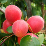 Саджанці абрикосу "Lady Cot"(Леді Кот) (раньоспілий сорт) - Зображення 2