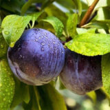 Саджанці сливи "Блю Фрі" (пізній сорт)