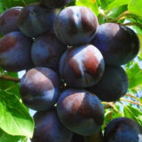 Саджанці сливи "Блю Фрі" (пізній сорт) - Зображення 2
